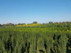 vivaio di alberi, arbusti di piante perenni ornamentali