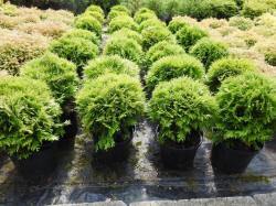 vivaio di alberi, arbusti di piante perenni ornamentali