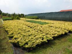 vivaio di alberi, arbusti di piante perenni ornamentali