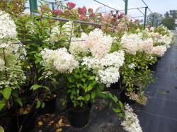 vivaio di alberi, arbusti di piante perenni ornamentali