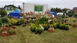 vivaio di alberi, arbusti di piante perenni ornamentali