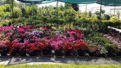 vivaio di alberi, arbusti di piante perenni ornamentali