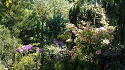 vivaio di alberi, arbusti di piante perenni ornamentali